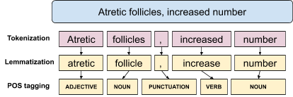 Example of textual analyses of terms / concept labels.